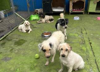 Los cinco perros estaban sin comer, porque su dueño falleció en su casa. (Foto La Hora: Cortesía, Municipalidad de Mixco)