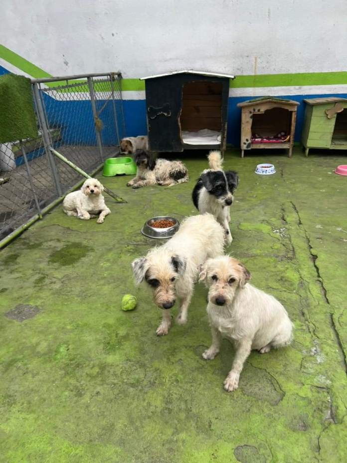 Los cinco perros estaban sin comer, porque su dueño falleció en su casa. (Foto La Hora: Cortesía, Municipalidad de Mixco)