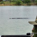 Un guardia de la Patrulla Fronteriza observa a un caimán de gran tamaño en el río Grande. Estos reptiles son comunes en estas aguas. Foto / CBP.