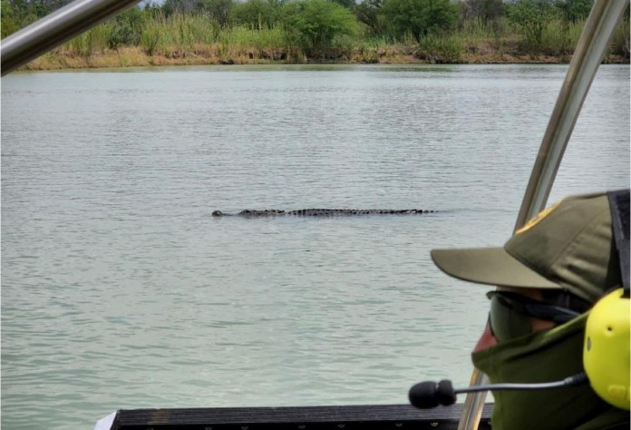 Un guardia de la Patrulla Fronteriza observa a un caimán de gran tamaño en el río Grande. Estos reptiles son comunes en estas aguas. Foto / CBP.