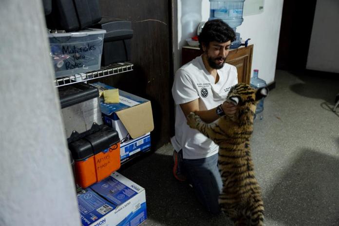 Un veterinario juega con 'Asha', una tigresa de cuatro meses encontrada abandonada en una vivienda, este miércoles en Ciudad de Guatemala (Guatemala). Una tigresa de apenas cuatro meses, bautizada como 'Asha', se recupera de una frágil situación de salud tras ser encontrada el lunes en una vivienda abandonada misteriosamente en las afueras de la Ciudad de Guatemala, sin que se conozca el origen de la hembra o el de sus captores. Foto: EFE/ David Toro