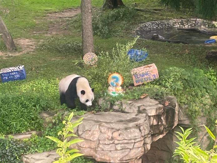 Fotografía de archivo del 21 de agosto de 2023 que muestra a Xiao Qi Ji, uno de los pocos pandas que quedan en Estados Unidos, mientras celebra su tercer y último cumpleaños antes de viajar a China, en Washington (EE. UU). EFE/ Paula Escalada Medrano