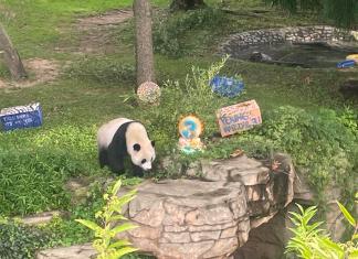 Fotografía de archivo del 21 de agosto de 2023 que muestra a Xiao Qi Ji, uno de los pocos pandas que quedan en Estados Unidos, mientras celebra su tercer y último cumpleaños antes de viajar a China, en Washington (EE. UU). EFE/ Paula Escalada Medrano