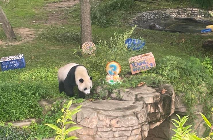 Fotografía de archivo del 21 de agosto de 2023 que muestra a Xiao Qi Ji, uno de los pocos pandas que quedan en Estados Unidos, mientras celebra su tercer y último cumpleaños antes de viajar a China, en Washington (EE. UU). EFE/ Paula Escalada Medrano