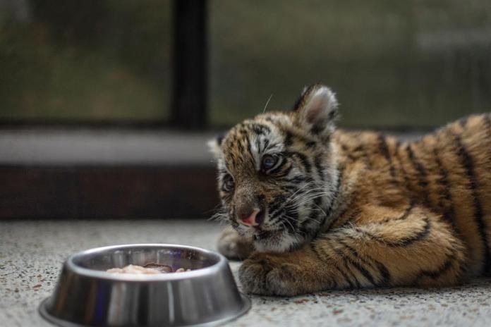  Fotografía de 'Asha', una tigresa de cuatro meses encontrada abandonada en una vivienda, este miércoles en Ciudad de Guatemala (Guatemala). Una tigresa de apenas cuatro meses, bautizada como 'Asha', se recupera de una frágil situación de salud tras ser encontrada el lunes en una vivienda abandonada misteriosamente en las afueras de la Ciudad de Guatemala, sin que se conozca el origen de la hembra o el de sus captores. Foto: EFE/ David Toro