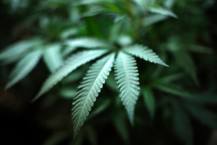 ARCHIVO - Una planta de cannabis en un sitio de cultivo en interior en Gardena, California, el 15 de agosto de 2019. (AP Foto/Richard Vogel, archivo)