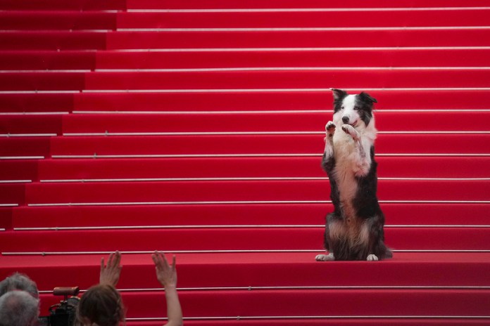El perro Messi posa a su llegada a la ceremonia de apertura y el estreno de la película 'The Second Act' en la 77ª edición del Festival de Cine de Cannes en Francia el martes 14 de mayo de 2024. (Foto: Andreea Alexandru/Invision/AP)