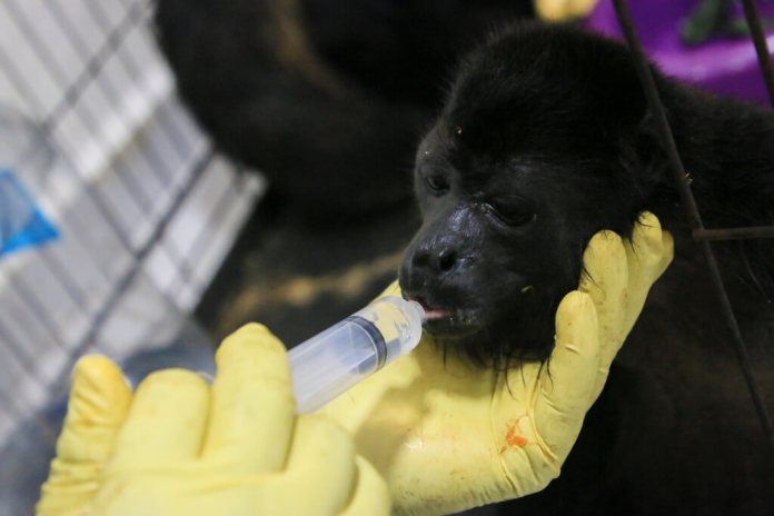 Un veterinario alimenta a un joven mono aullador rescatado. (AP Foto/Luis Sánchez)