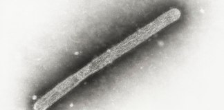Esta imagen captada con un microscopio electrónico en 2005 muestra un virión de influenza aviar A H5N1. (Cynthia Goldsmith, Jackie Katz/CDC vía AP)