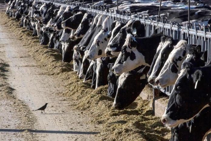 Ganado lechero se alimenta en una granja el 31 de marzo de 2017, cerca de Vado, Nuevo México. (AP Foto/Rodrigo Abd, Archivo)
