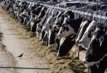 Ganado lechero se alimenta en una granja el 31 de marzo de 2017, cerca de Vado, Nuevo México. (AP Foto/Rodrigo Abd, Archivo)