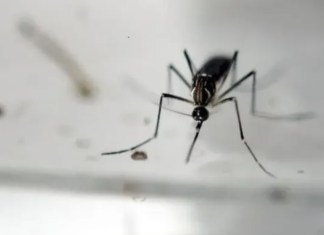 El dengue se transmite por picadura de zancudos. Foto: La Hora