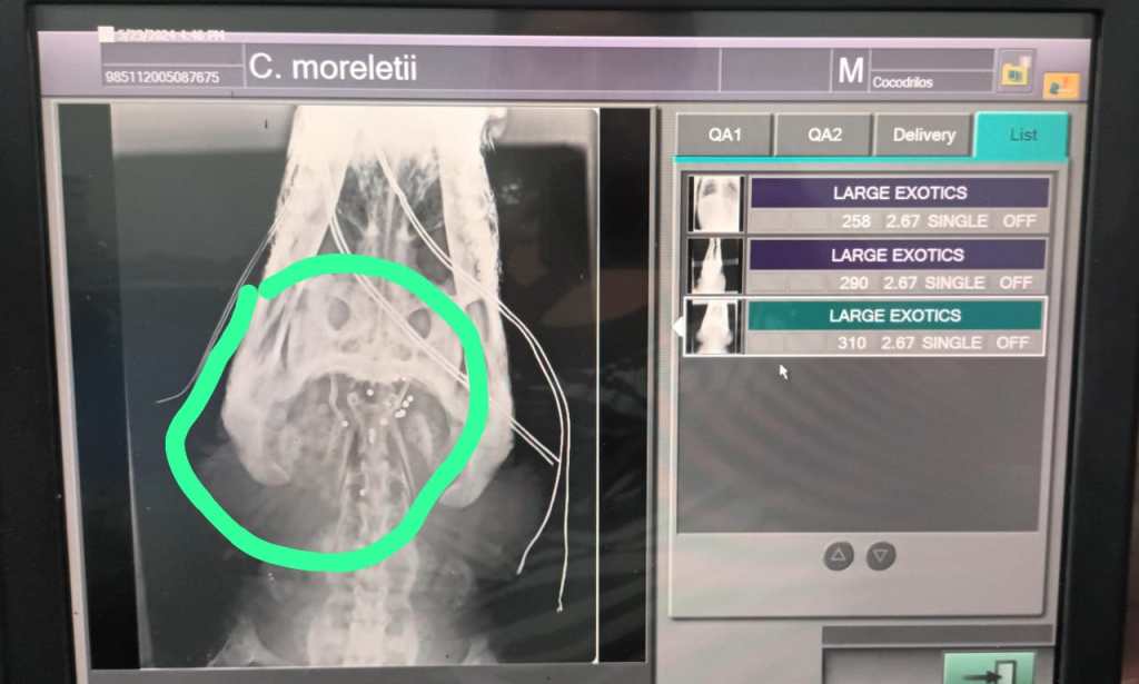 "Fragmentos de proyectil se observan en radiografía tomada en ARCAS, se estiman que la tiene un año aproximadamente dentro del cocodrilo" Foto: Conap / La Hora.