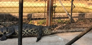 "Conap rescata cocodrilo que seria sacrificado por vecinos de El Remate en Flores, Petén, por temor colectivo" Foto: Conap / La Hora.