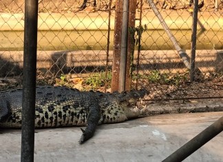 "Conap rescata cocodrilo que seria sacrificado por vecinos de El Remate en Flores, Petén, por temor colectivo" Foto: Conap / La Hora.