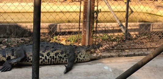 "Conap rescata cocodrilo que seria sacrificado por vecinos de El Remate en Flores, Petén, por temor colectivo" Foto: Conap / La Hora.