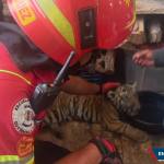 El operativo se realizó derivado de una denuncia ciudadana. (Foto: Bomberos Municipales)