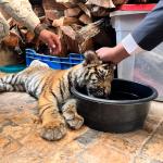 La tigresa fue atendida por veterinarios, ya que fue encontrada deshidratada.