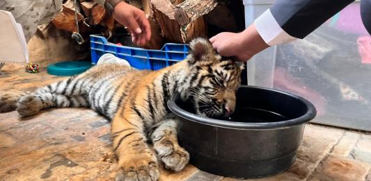 La tigresa fue atendida por veterinarios, ya que fue encontrada deshidratada.