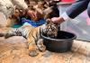 La tigresa fue atendida por veterinarios, ya que fue encontrada deshidratada.