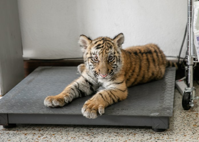 La tigresa rescatada tiene cuatro meses de edad. Foto: Conap
