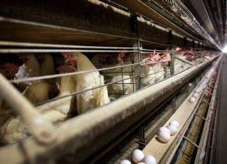 Gallinas en sus jaulas en una granja, el 16 de noviembre de 2009, cerca de Stuart, Iowa. (AP Foto/Charlie Neibergall, Archivo)