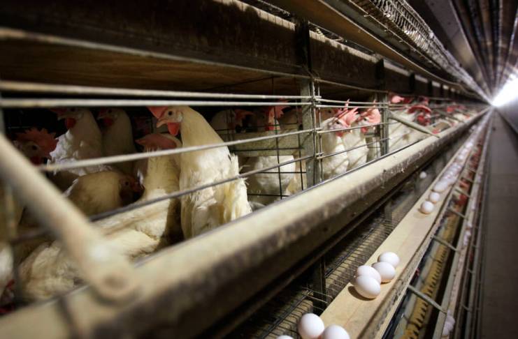 Gallinas en sus jaulas en una granja, el 16 de noviembre de 2009, cerca de Stuart, Iowa. (AP Foto/Charlie Neibergall, Archivo)