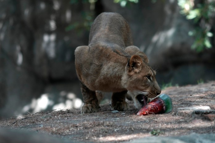 Un león lame una golosina congelada en su recinto en el Zoológico de Chapultepec mientras el personal trabaja para mantener frescos a los animales en medio de una continua ola de calor y sequía, en la Ciudad de México, el viernes 7 de junio de 2024. (Foto AP/Eduardo Verdugo)