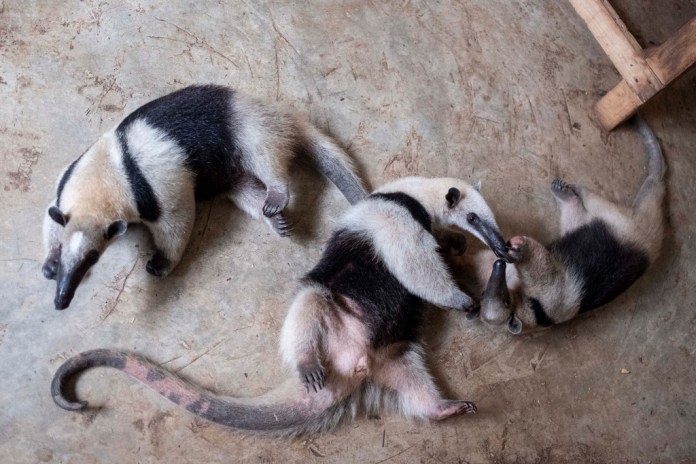 Los osos hormigueros juegan en los terrenos del parque de vida silvestre sin fines de lucro Selva Teneek, donde los animales están siendo tratados por estrés por calor en medio de una continua ola de calor y sequía, en Ciudad Valles, México, el sábado 8 de junio de 2024. (Foto AP/Mauricio Palos)