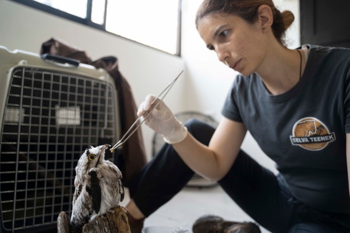 La veterinaria Sandra Polo Arias alimenta con la mano un gusano a un pájaro en el parque de vida silvestre sin fines de lucro Selva Teneek, donde los animales están siendo tratados por estrés por calor en medio de una continua ola de calor y sequía, en Ciudad Valles, México, el sábado 8 de junio de 2024. (Foto AP/Mauricio Palos)