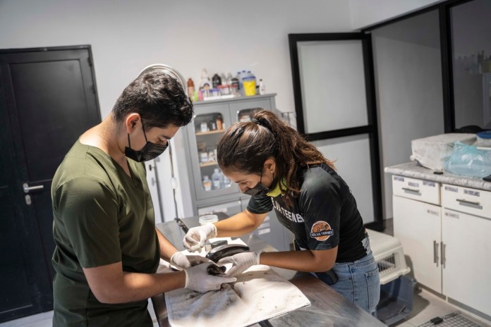 La veterinaria Laura Rodríguez, asistida por el estudiante Francisco Medina, trata a una zarigüeya en el parque de vida silvestre sin fines de lucro Selva Teneek, donde los animales están siendo tratados por estrés por calor en medio de una continua ola de calor y sequía, en Ciudad Valles, México, el sábado 8 de junio de 2024. (Foto AP/Mauricio Palos)