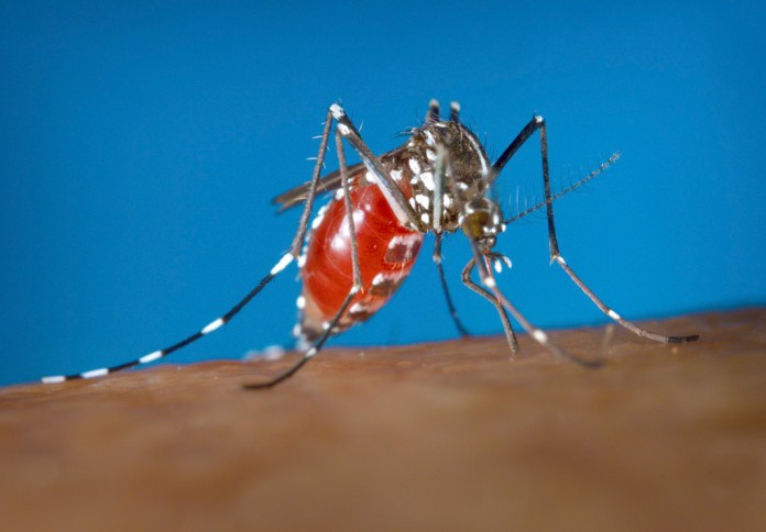 Estados Unidos en alerta por aumento de casos de dengue