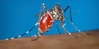 Estados Unidos en alerta por aumento de casos de dengue