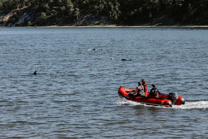 Trabajadores y voluntarios del Fondo Internacional para el Bienestar Animal intentan conducir a delfines varados hacia aguas más profundas, el viernes 28 de junio de 2024, en Wellfleet, MassachusettS. (Stacey Hedman/IFAW vía AP)