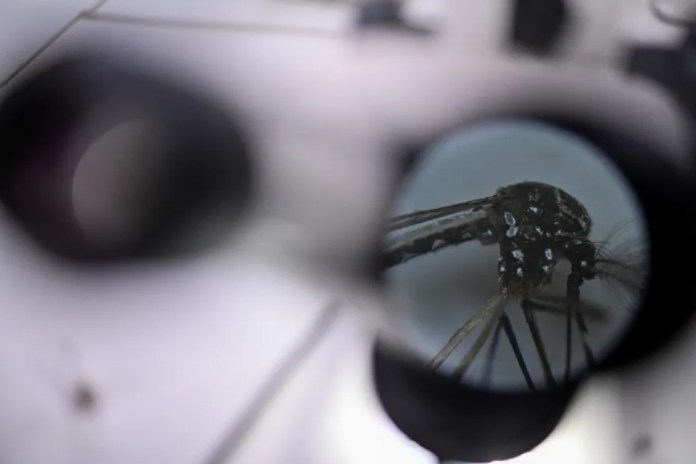 Fotografía de archivo del mosquito Aedes aegypti, responsable de transmitir el dengue, a través de un microscopio del Laboratorio de Parasitología Médica y Biología de Vectores de la Facultad de Medicina de la Universidad de Brasilia (UnB) en Brasilia (Brasil). EFE/ Andre Borges