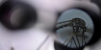 Fotografía de archivo del mosquito Aedes aegypti, responsable de transmitir el dengue, a través de un microscopio del Laboratorio de Parasitología Médica y Biología de Vectores de la Facultad de Medicina de la Universidad de Brasilia (UnB) en Brasilia (Brasil). EFE/ Andre Borges