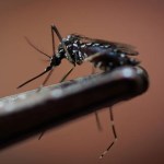 Fotografía de archivo de un mosquito que transmite del dengue. Foto: Agencia EFE