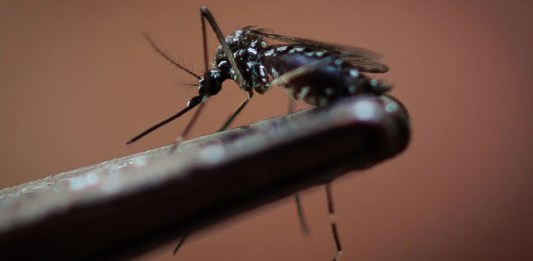 Fotografía de archivo de un mosquito que transmite del dengue. Foto: Agencia EFE