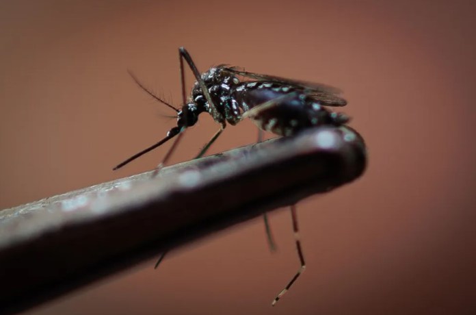 Fotografía de archivo de un mosquito que transmite del dengue. Foto: Agencia EFE
