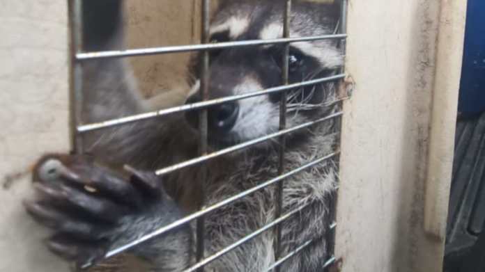 El Conap confirmó el fallecimiento de uno de los mapaches que fue rescatado del Centro Penitenciario 