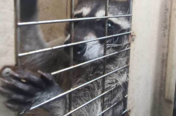 El Conap confirmó el fallecimiento de uno de los mapaches que fue rescatado del Centro Penitenciario "El Infiernito". Foto La Hora / PNC