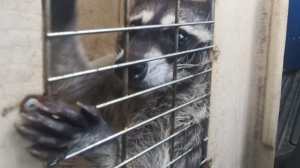En un operativo sorpresa en la cárcel de máxima seguridad El Infiernito, autoridades localizaron dos mapaches. Foto La Hora / PNC