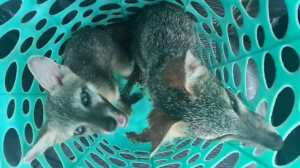 En un operativo sorpresa en la cárcel de máxima seguridad El Infiernito, autoridades localizaron dos zorros grises. Foto La Hora / PNC