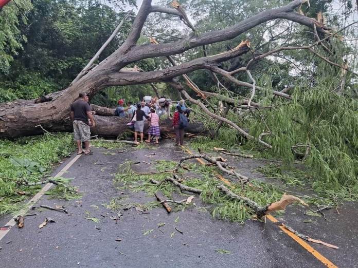 Durante la temporada de lluvia se han reportado incidentes como la caída de árboles, inundaciones y derrumbes. Foto: Conred