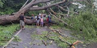 Durante la temporada de lluvia se han reportado incidentes como la caída de árboles, inundaciones y derrumbes. Foto: Conred