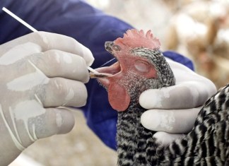 Fotografía de archivo en la que se ve a Luis Fabián, un especialista de la Oficina de control animal del departamento de Agricultura estatal de Florida, sacar una prueba de saliva de un ave de una granja de Miami, Florida (EEUU). EFE/John Riley