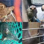 Los animales silvestres rescatados serán evaluados antes de dejarlos en libertad. Foto La Hora / PNC