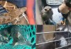 Los animales silvestres rescatados serán evaluados antes de dejarlos en libertad. Foto La Hora / PNC