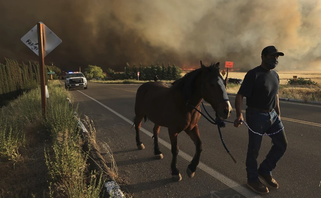 Un residente de Vernalis Road evacua su caballo mientras el incendio Corral arrasa ranchos al oeste de Tracy, California, el sábado 1 de junio de 2024. El Departamento de Silvicultura y Protección contra Incendios de California, o Cal Fire, dice que las ráfagas de viento estaban alimentando el Corral Fire que comenzó el sábado por la tarde y continuó la madrugada del domingo cerca de la ciudad de Tracy, 60 millas al este de San Francisco. (Kent Porter/The Press Democrat vía AP)