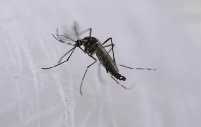 Fotografía de un mosquito aedes aeypti en el Laboratorio Departamental de Salud Pública del Valle del Cauca, en Cali (Colombia). EFE/ Ernesto Guzmán